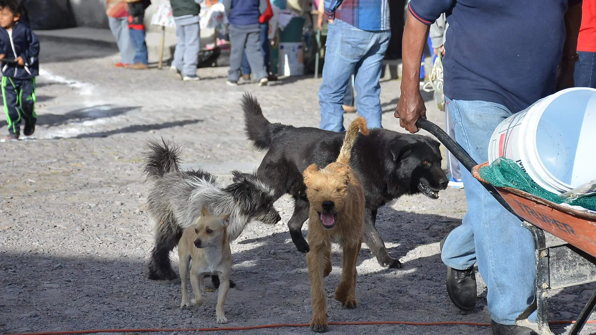 La jornada de esterilizaciones tiene el propósito de disminuir la proliferación de mascotas de la calle.